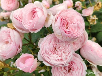 瑞典女王月季的优缺点是什么？ 