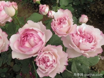 伊芙芳香催眠月季的优缺点是什么？