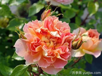 南瓜灯笼月季的优缺点有哪些？颜色迷人