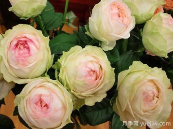 幻彩月季的优缺点是什么？