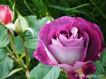 合唱团月季的优缺点是什么？