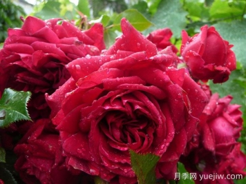 玫瑰国度的天使月季的优缺点是什么？