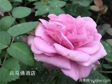 兵马俑酒店月季的优缺点是什么？