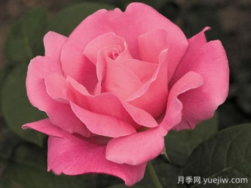 香欢喜月季的优缺点是什么？