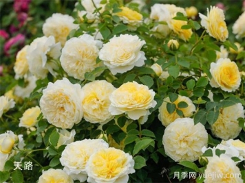 朝圣者天路月季的优缺点是什么？