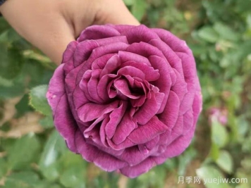 密涅瓦月季的4个优点1个缺点