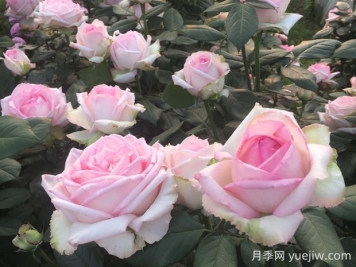 乐天派月季的优缺点是什么？