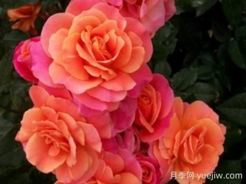 迪士尼乐园月季的优缺点是什么？