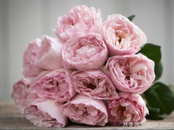 浪漫绯句月季的优缺点是什么？