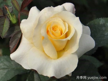 晴空月季的优缺点是什么？