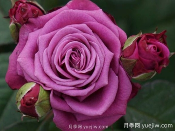 冥王星阳台月季的优缺点是什么？