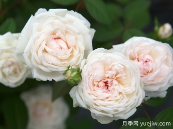 玉玲珑月季的优缺点是什么？
