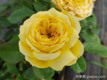 凯特琳娜月季的优缺点是什么？