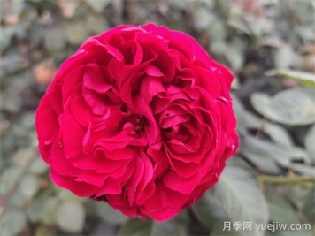 茶花女月季的优缺点是什么？