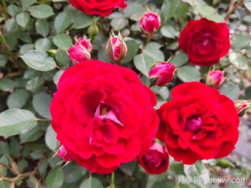 藤本小女孩月季的优缺点是什么？