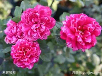 紫雾凝霜月季的优缺点是什么？