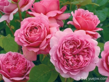 肯特公主月季优缺点你知道吗？