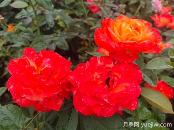 却可克月季的优缺点是什么？