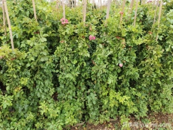 藤本月季什么时候才能爬墙？