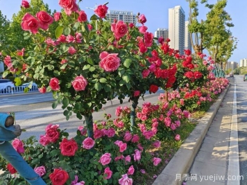 南阳月季，月季之乡誉满全球