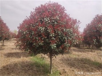 苗木到底应该怎么修剪？