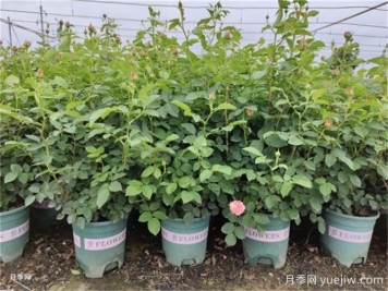 夏天月季出现顶芽卷曲和干尖问题的原因