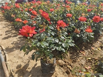 夏季月季养护全攻略，让月季花绚丽一夏