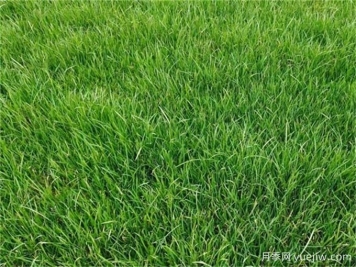 可以在北方种植绿化效果比较好的草坪