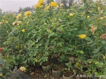 夏季月季花常见的8大问题和应对方法