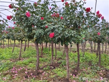 苗木反季节栽植专项技术方案