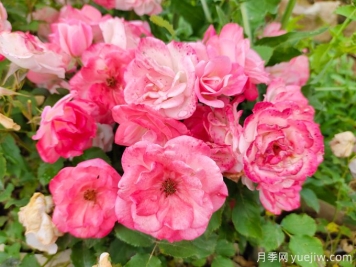 藤本樱霞月季，长势快花量多，打造花墙神器