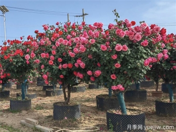 苗木移栽如何定植？