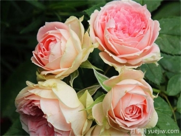 绒球门廊月季，美丽与挑战的并蒂之花