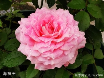 海神王月季，花中仙子的魅力与养护