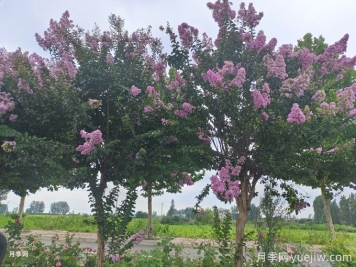 紫薇的主要病虫害及防治方法