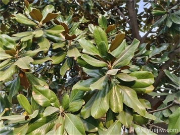 阔叶林的常规分类