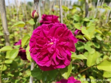 月季花苞发黄掉落需要关注4点