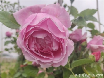 自由精神月季的夏季养护办法