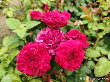 月季的四季轮回