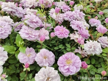 月季新叶发黑发白卷曲？原因和解决办法