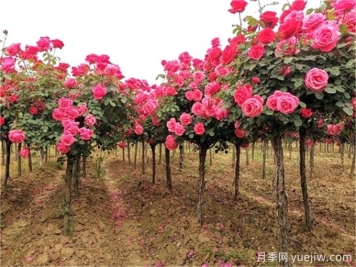 如何让苗木高端大气上档次？