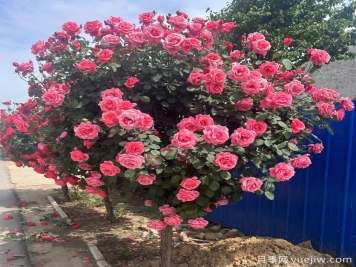 台风过后，如何进行苗木救护？