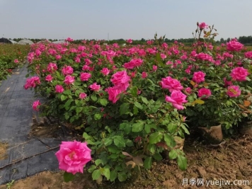 苗木生产，如何抓要点和难点