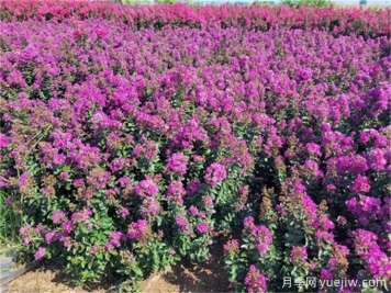 紫薇的形态特征