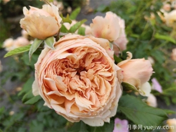 6个月季花品种，开花又大又香皮实好养