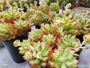 十种省心植物，不用勤浇水