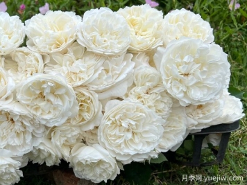 月季推荐，心玉月季