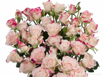 月季介绍，折射泡泡多头玫瑰