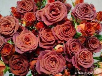 月季介绍，巧克力泡泡月季
