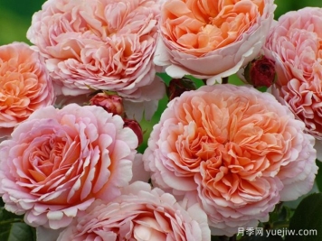 亚伯拉罕达比月季，勤花抗病香气浓郁，抗性优异花色迷人